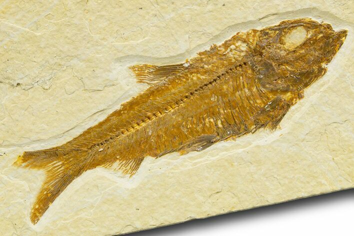 Detailed Fossil Fish (Knightia) - Wyoming #329553